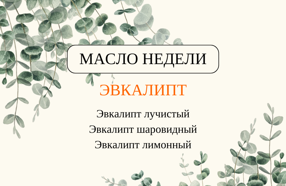 Масло недели - ЭВКАЛИПТ