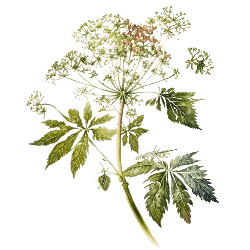 АНГЕЛИКА (Корень), Angelica archangelica