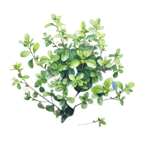 МАЙОРАН ИСПАНСКИЙ, Thymus mastichina