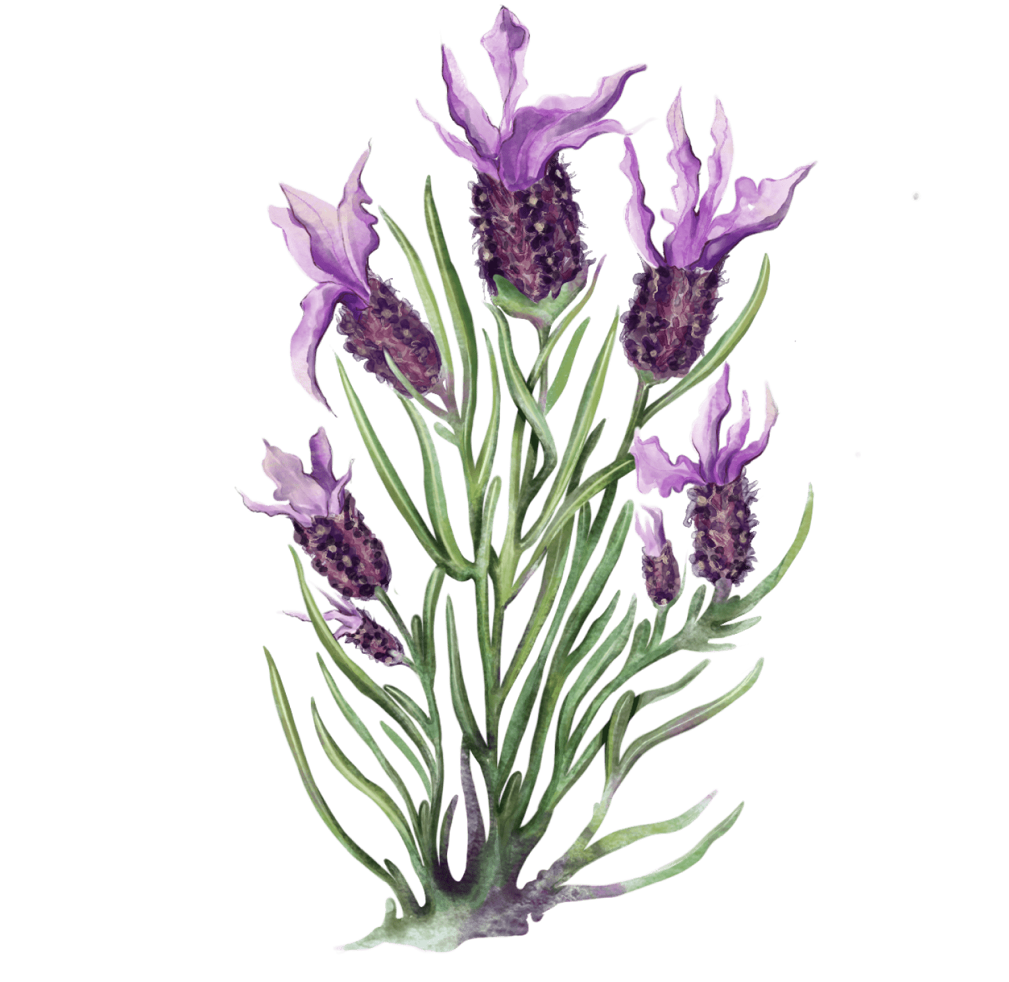 ЛАВАНДА СТЭХАДСКАЯ, Lavandula stoechas