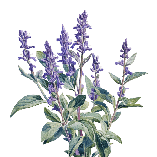 ШАЛФЕЙ ЛАВАНДОЛИСТНЫЙ, Salvia lavandulifolia