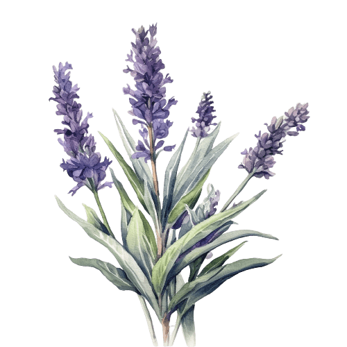 ЛАВАНДА ШИРОКОЛИСТНАЯ, Lavandula latifolia