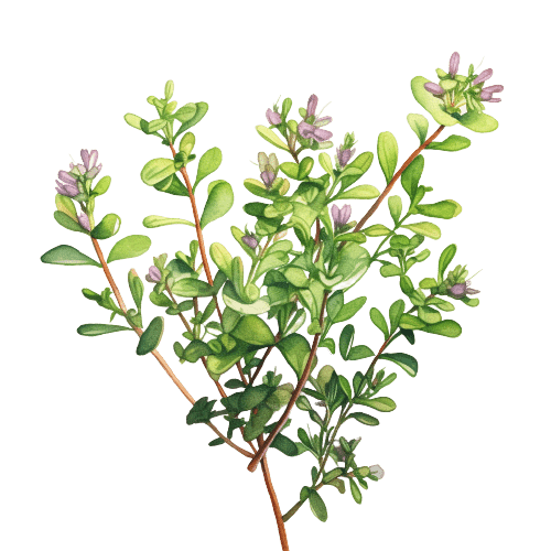 ТИМЬЯН, Thymus vulgaris ct thujanol