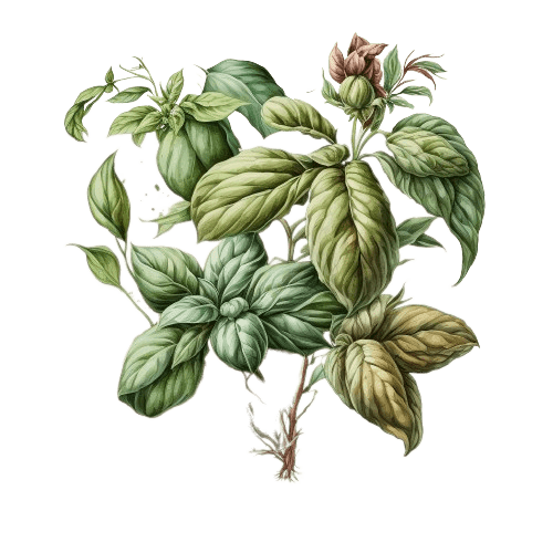 БАЗИЛИК СЛАДКИЙ, Ocimum basilicum ct linalool