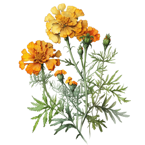БАРХАТЦЫ, Tagetes minuta