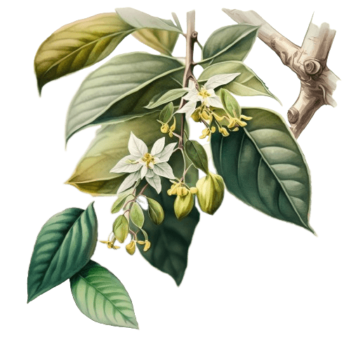 БЕНЗОИН, Styrax benzoin