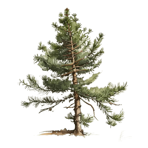 ЕЛЬ ЧЕРНАЯ, Picea mariana