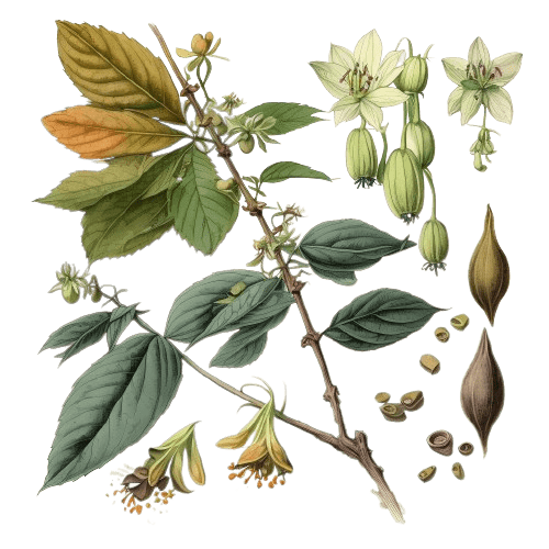 КАРДАМОН, Elettaria cardamomum