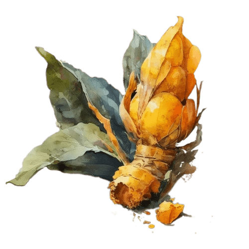 КУРКУМА, Curcuma longa