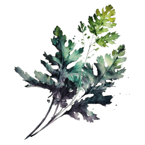 ЛЮБИСТОК, Levisticum officinale