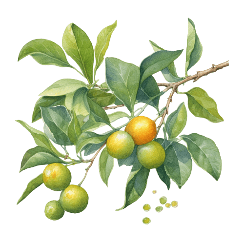МАНДАРИН ЗЕЛЕНЫЙ, Citrus reticulata