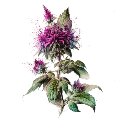 МОНАРДА, Monarda fistulosa