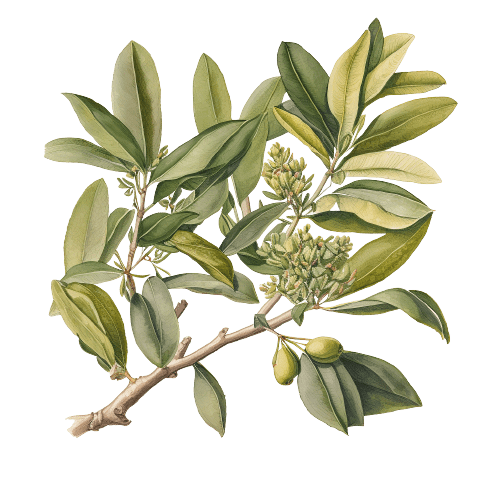 ФИСТАШКА МАСТИЧНАЯ, Pistacia lentiscus