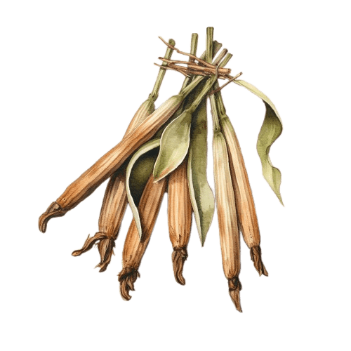 ВАНИЛЬ СО2 экстракт, 100%,Vanilla plantifolia