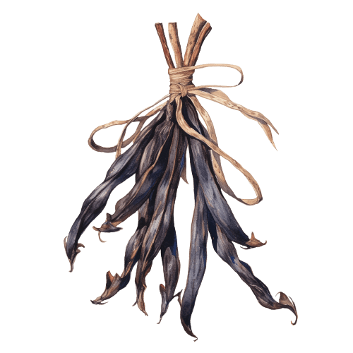 ВАНИЛЬ МАЦЕРАТ, Vanilla Plantifolia