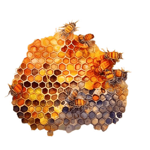 МЁД, Apis mellifera, absolu
