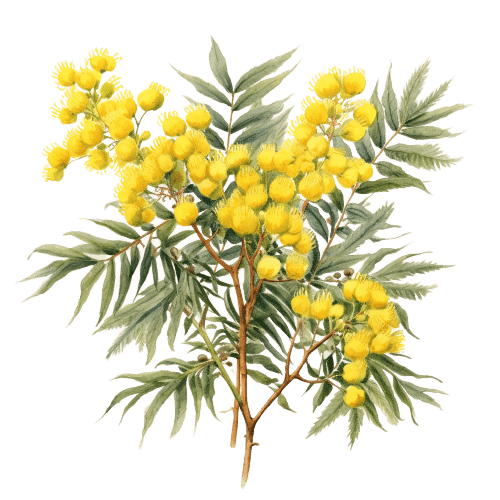 МИМОЗА, Acacia decurrens, absolu