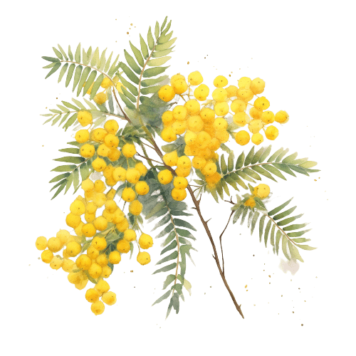 МИМОЗА, Acacia dealbata, absolu (Florihana)