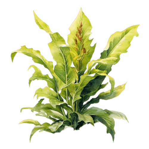ТАБАК, Nicotiana tabacum, absolu