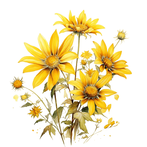 АРНИКА, Arnica montana