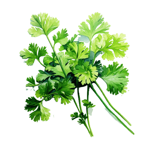 КИНЗА, Coriandrum sativum