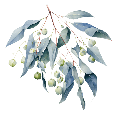ЭВКАЛИПТ ЛИМОННЫЙ, Eucalyptus citriodora