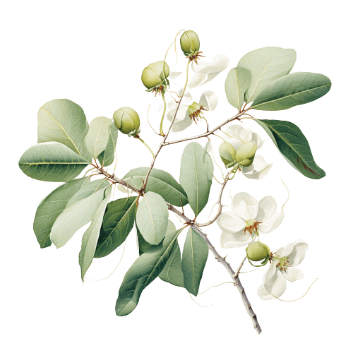 ТАМАНУ, Calophyllum inophyllum