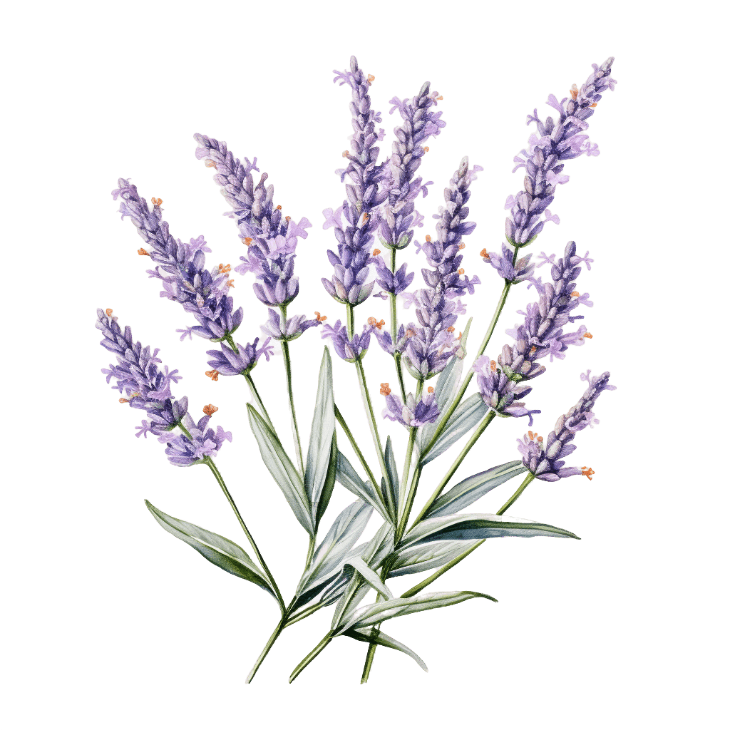 ЛАВАНДА УЗКОЛИСТНАЯ, Lavandula angustifolia, 1200 м.