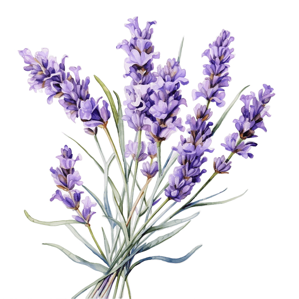 ЛАВАНДА УЗКОЛИСТНАЯ, Lavandula angustifolia, 1600 м.