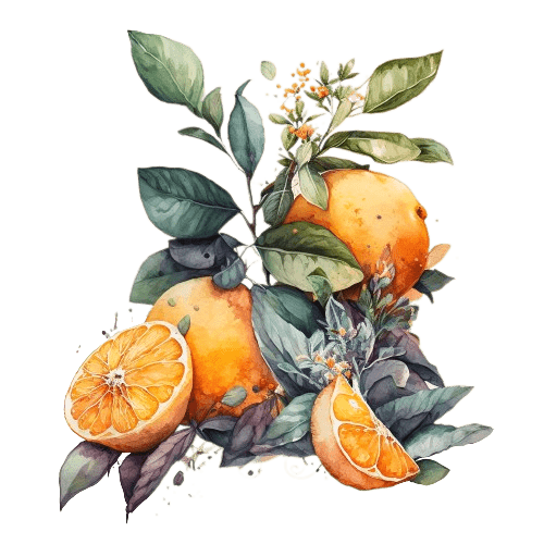 КЛЕМЕНТИН, Citrus clementina