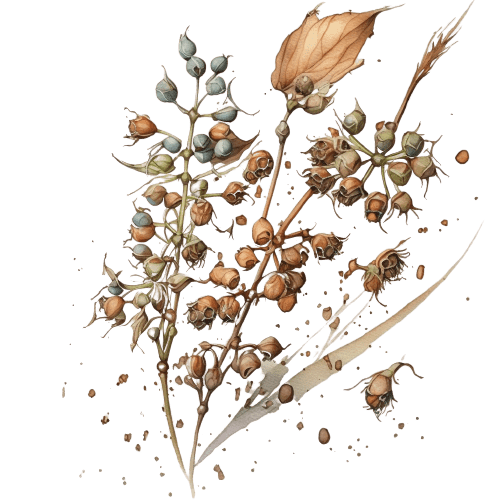 КОРИАНДР, Coriandrum sativum