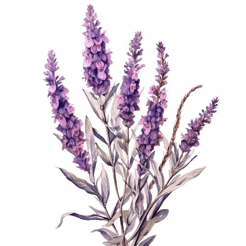 ЛАВАНДИН, Lavandula x intermedia