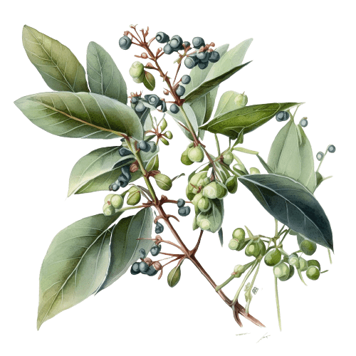 ЛИТСЕЯ, Litsea cubeba