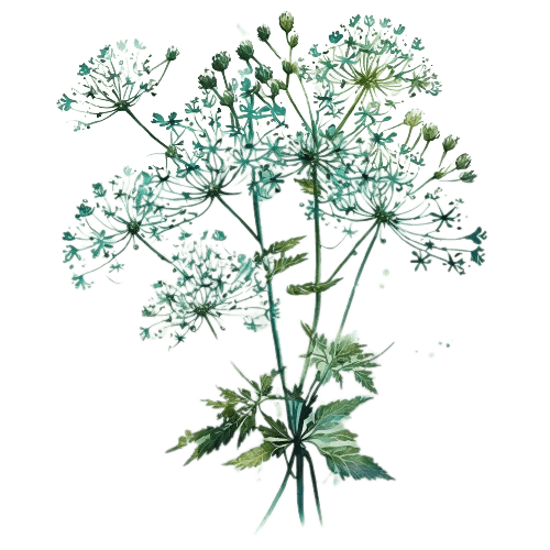 Анис (Pimpinella anisum)