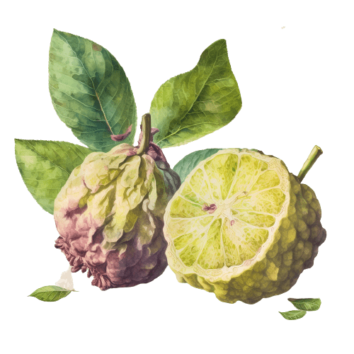Бергамот (Citrus aurantium)