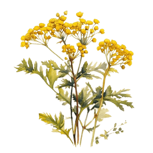 Бессмертник (Helichrysum italicum), 1 мл