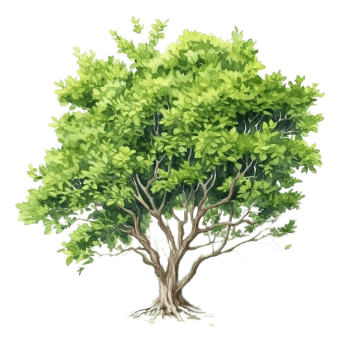 МИРТ ЗЕЛЕНЫЙ, Myrtus communis