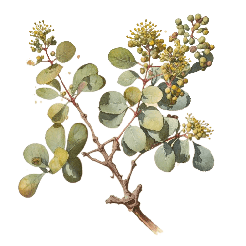 ОПОПАНАКС, Commiphora guidottii
