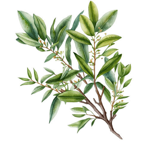 ЧАЙНОЕ ДЕРЕВО (Melaleuca alternifolia)