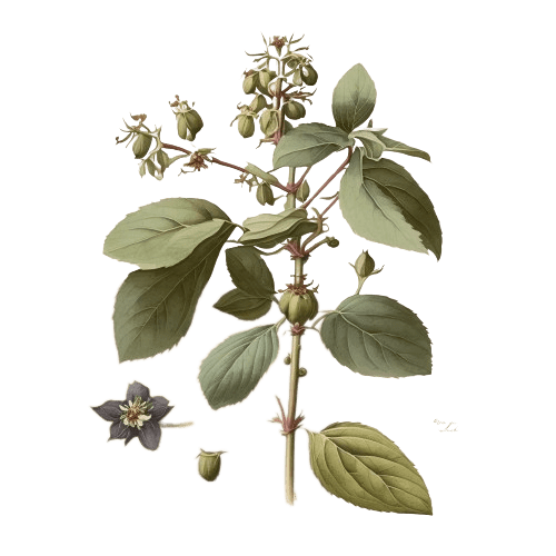 ПЕРУАНСКИЙ БАЛЬЗАМ, Myroxylon balsamum