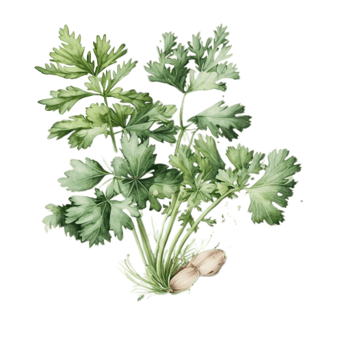 ПЕТРУШКА, Petroselium crispum
