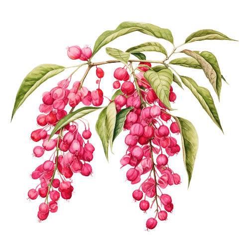 ПЕРЕЦ РОЗОВЫЙ, Schinus terebinthifolius