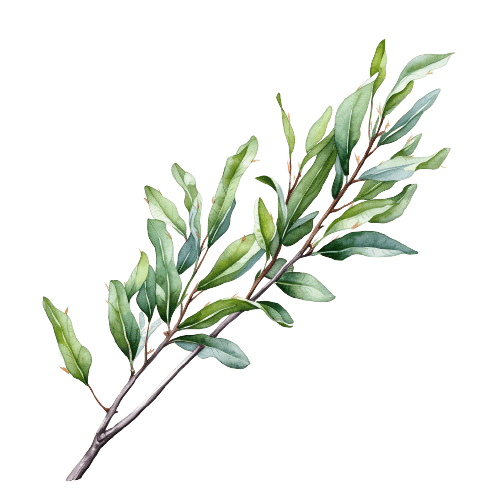 ЧАЙНОЕ ДЕРЕВО (Австралия), melaleuca alternifolia
