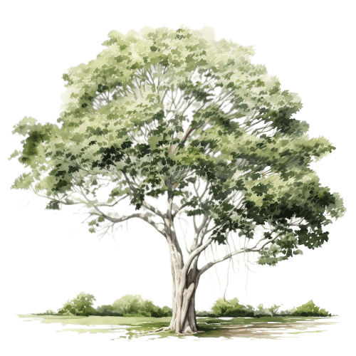 БРЮ БРАНКО (Бразильский ладан, Амазонский ладан), Protium heptaphyllum