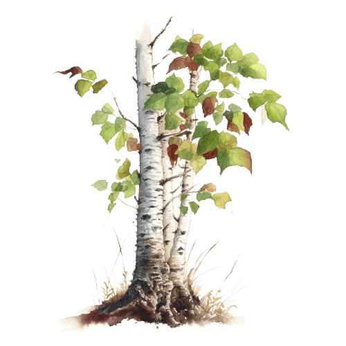 БЕРЕЗА, Betula lenta