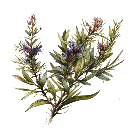 РОЗМАРИН, Rosmarinus officinales, ct cineol