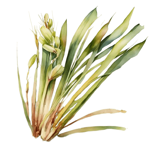 ЛЕМОНГРАСС, Cymbopogon flexuosus
