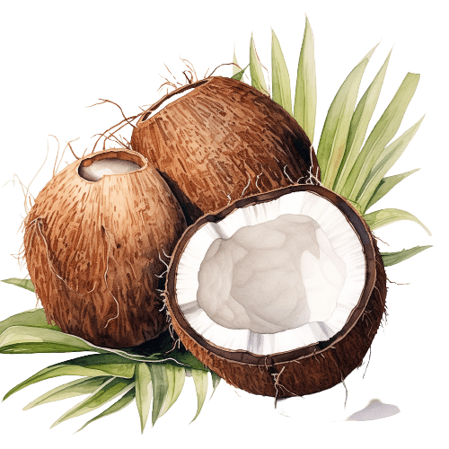 ФРАКЦИОНИРОВАННОЕ КОКОСОВОЕ МАСЛО органическое,Cocos nucifera L.