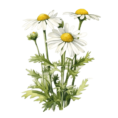 РОМАШКА НЕМЕЦКАЯ ДИКАЯ ГОРНАЯ, Matricaria recutita L.