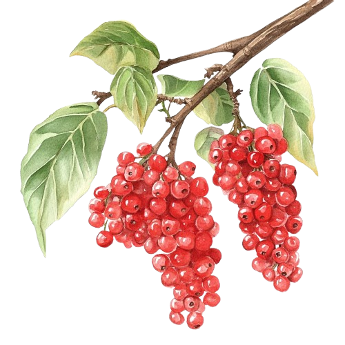 ШИЗАНДРА (лимонник китайский), Schisandra chinensis